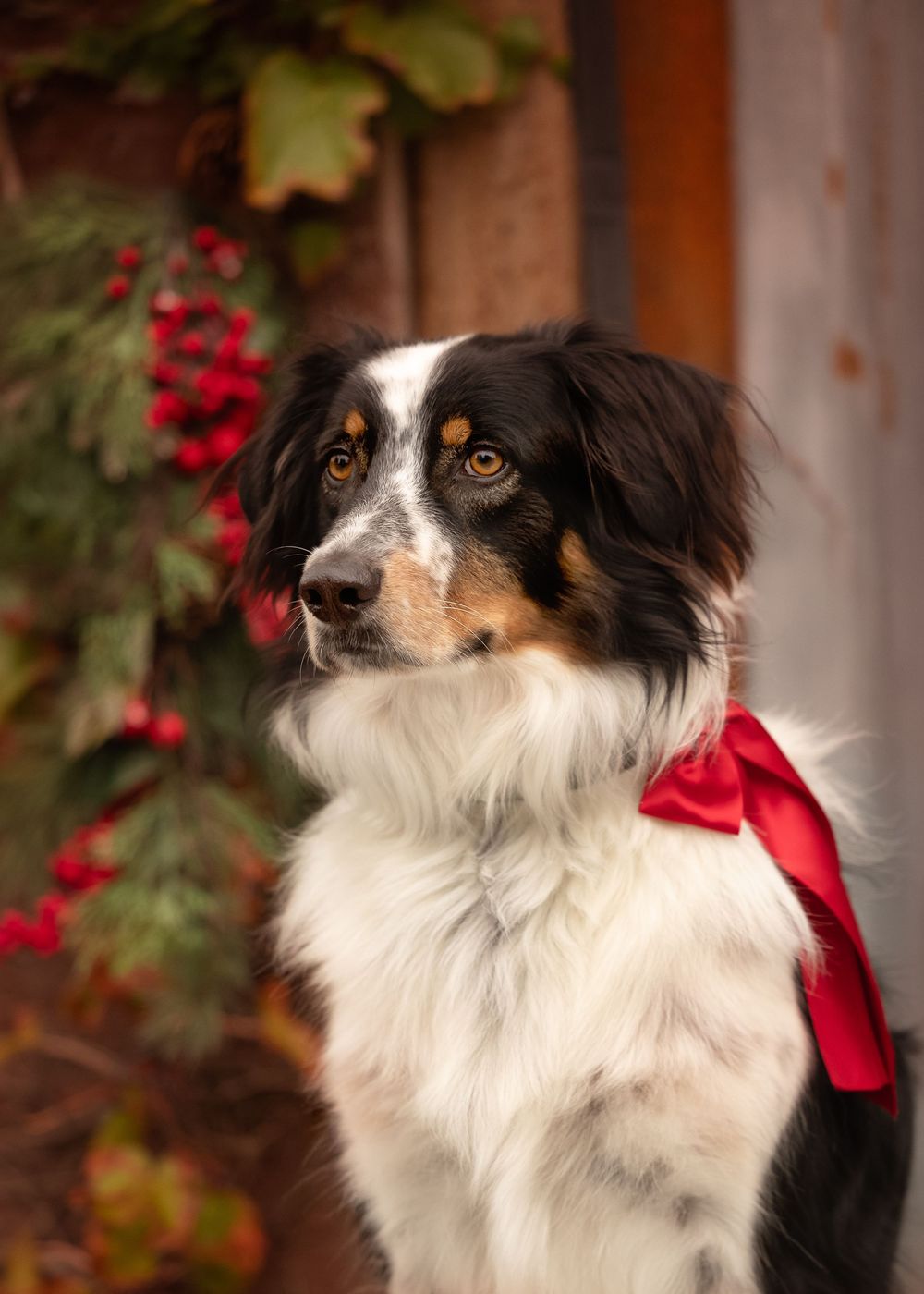 A Border Collie dog wearing a red bow poses elegantly against a wooden backdrop with red berries in the background.