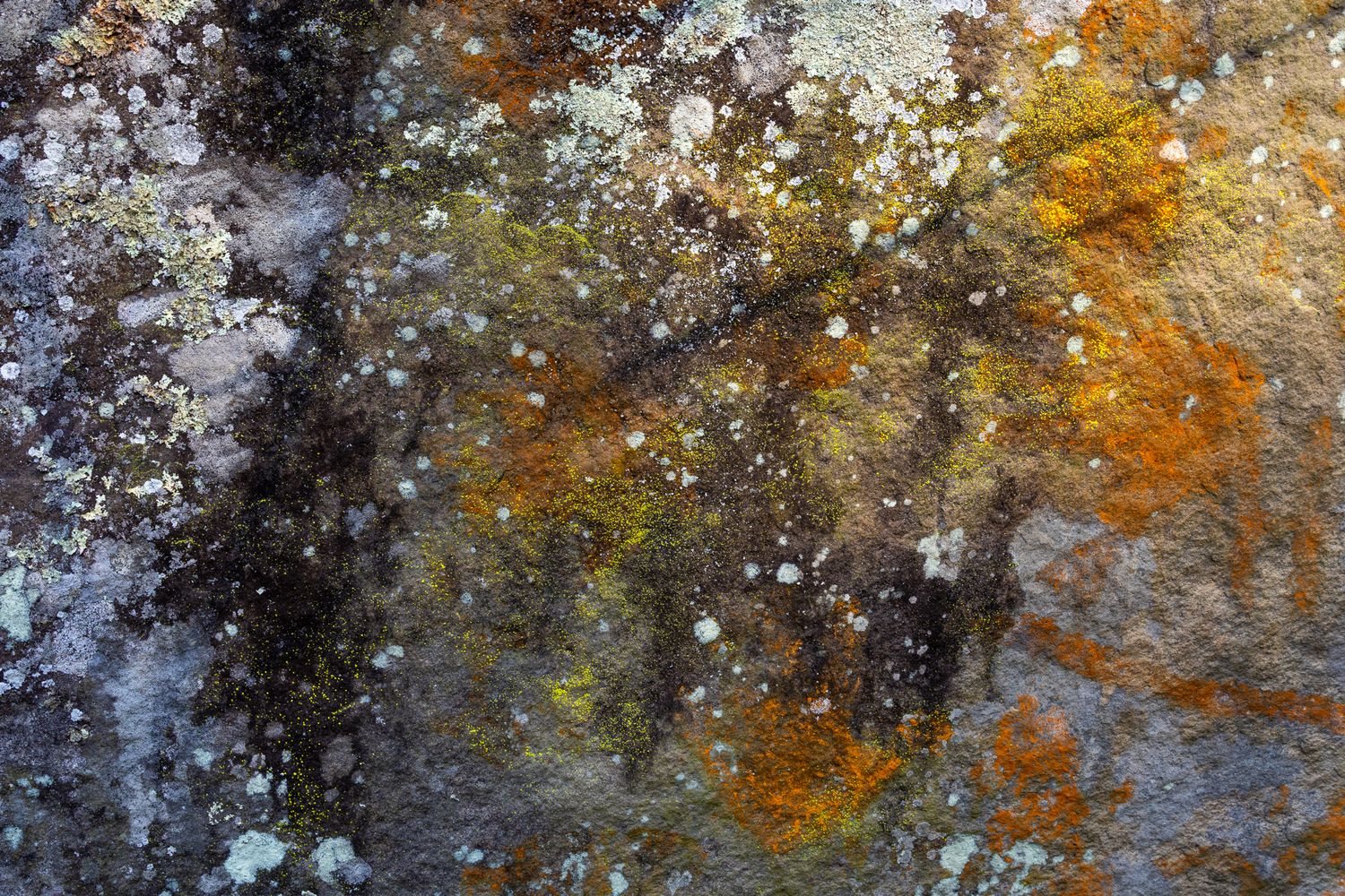 Abstract textural background with orange, white and black mold patterns creating an organic marbled effect.