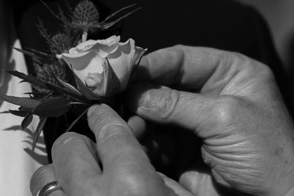 Close-up black and white photo of hands holding and examining small seedlings or plant sprouts.