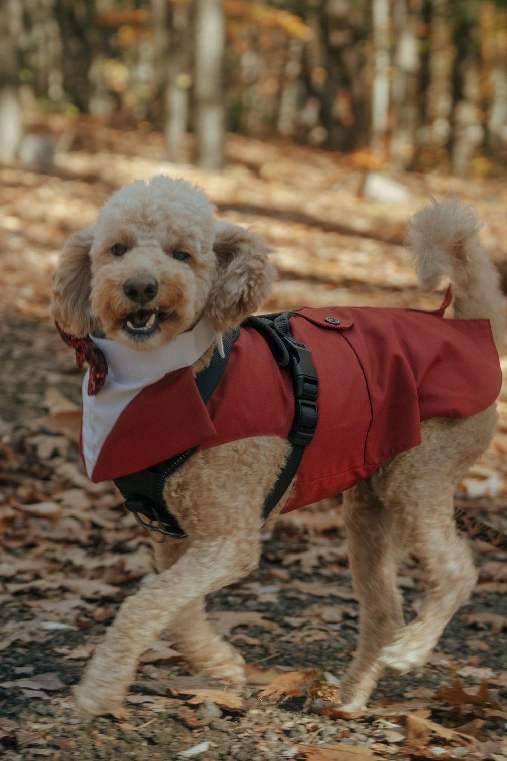 Small fluffy dog wearing a burgundy coat poses on fallen autumn leaves.