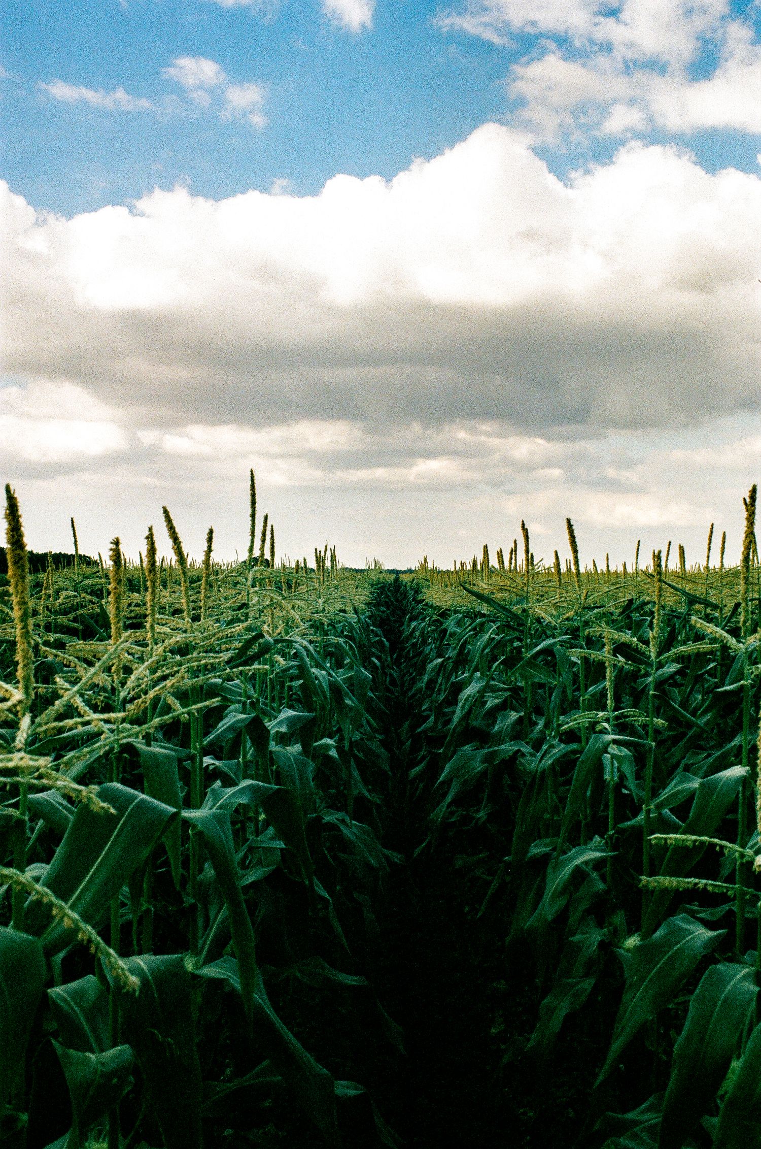 Cornfield stretches into the distance under dramatic cloudy sky creating dark rows between tall stalks.