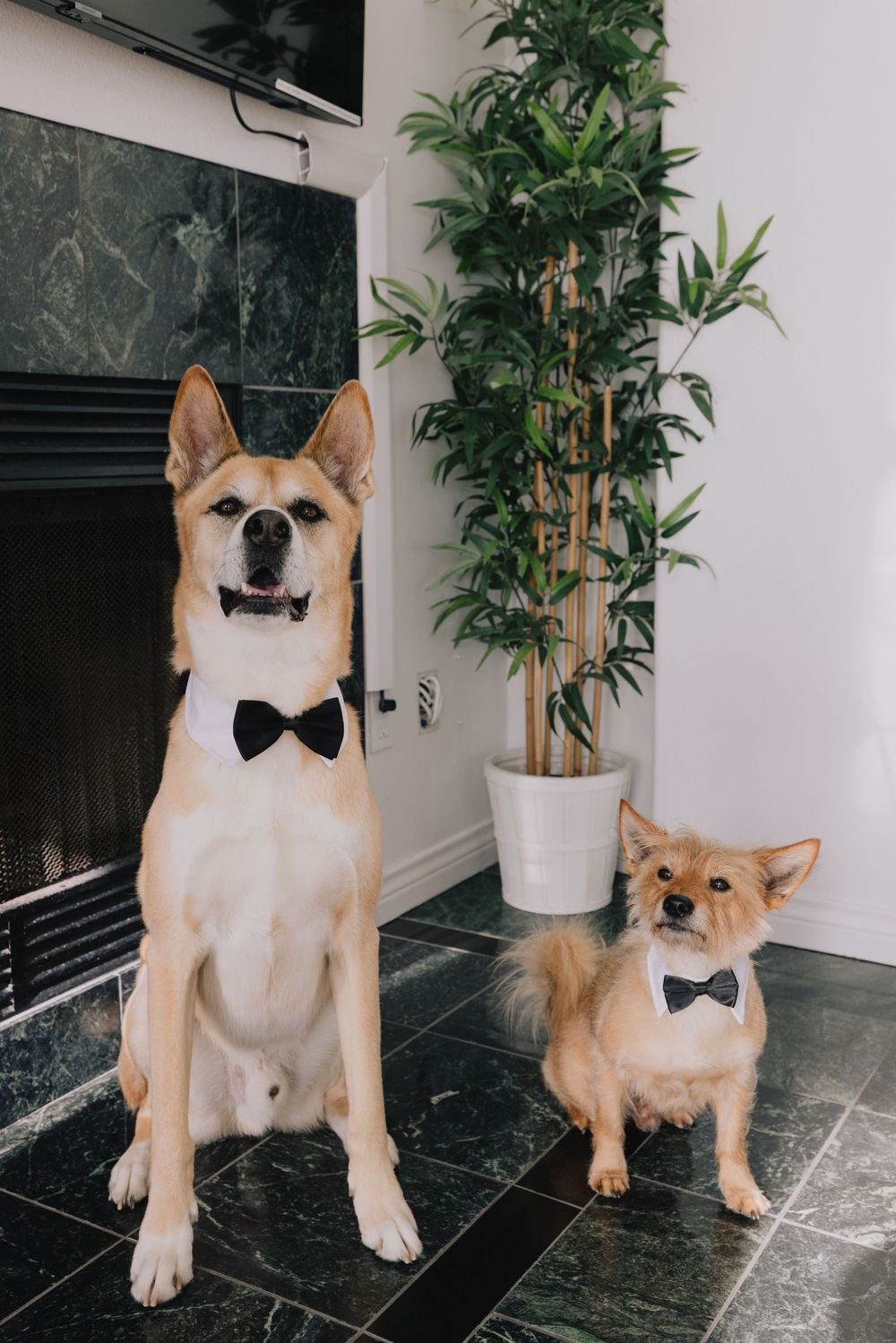 Two dogs wearing black bow ties sitting formally indoors near a fireplace and green plant.