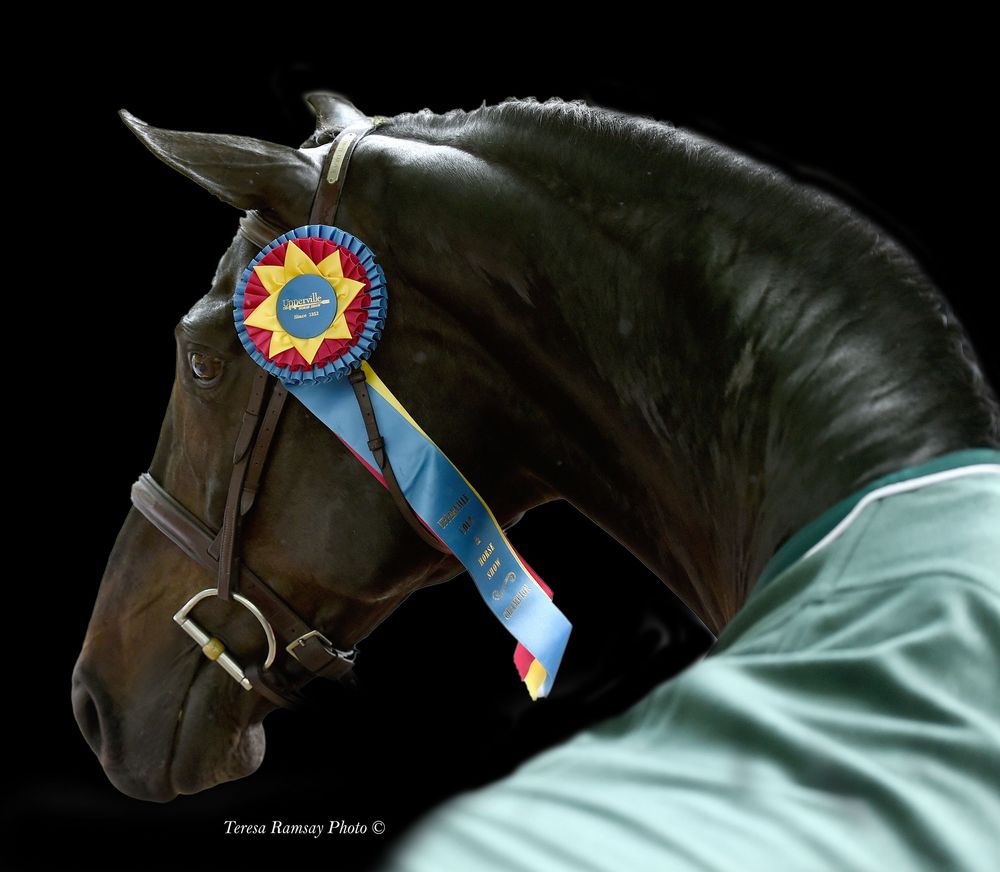 Dark horse wearing a blue and yellow champion ribbon against black background with green blanket visible.