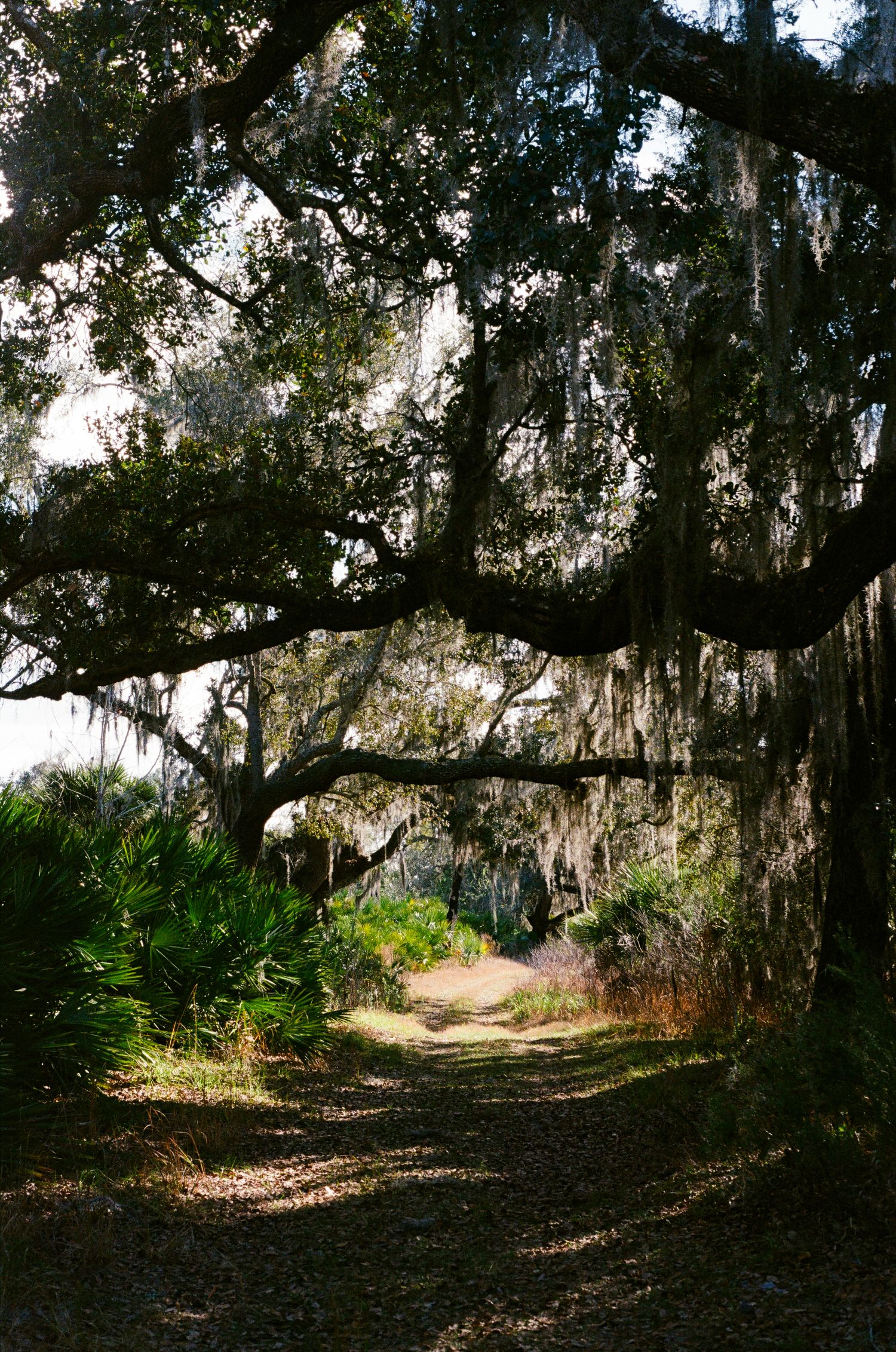 A winding dirt path under Spanish moss-draped oak trees creates a mystical tunnel effect in a Southern landscape.