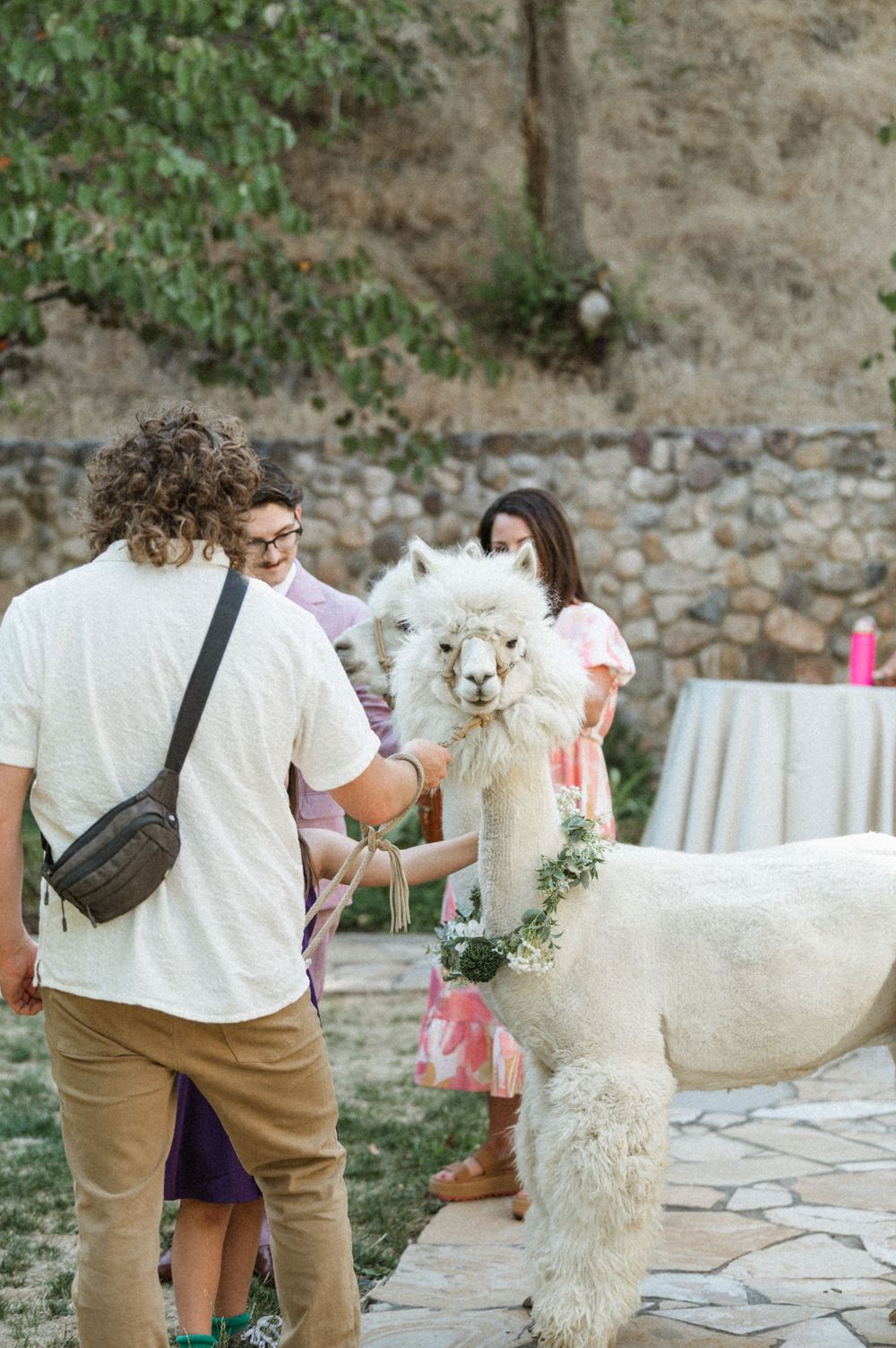 Peppergrass Ranch owners leading a white alpaca with floral necklaces among wedding guests at SLC Utah wedding reception