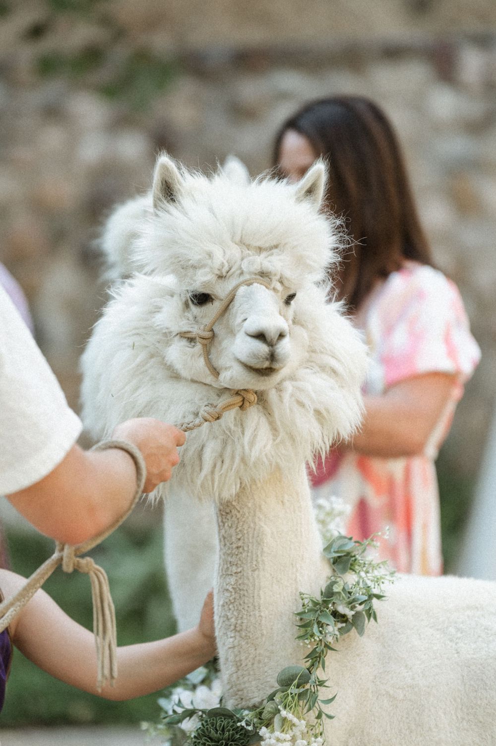 Adorable fluffy white alpaca wearing a floral necklace looking at camera at a Salt Lake City Utah wedding