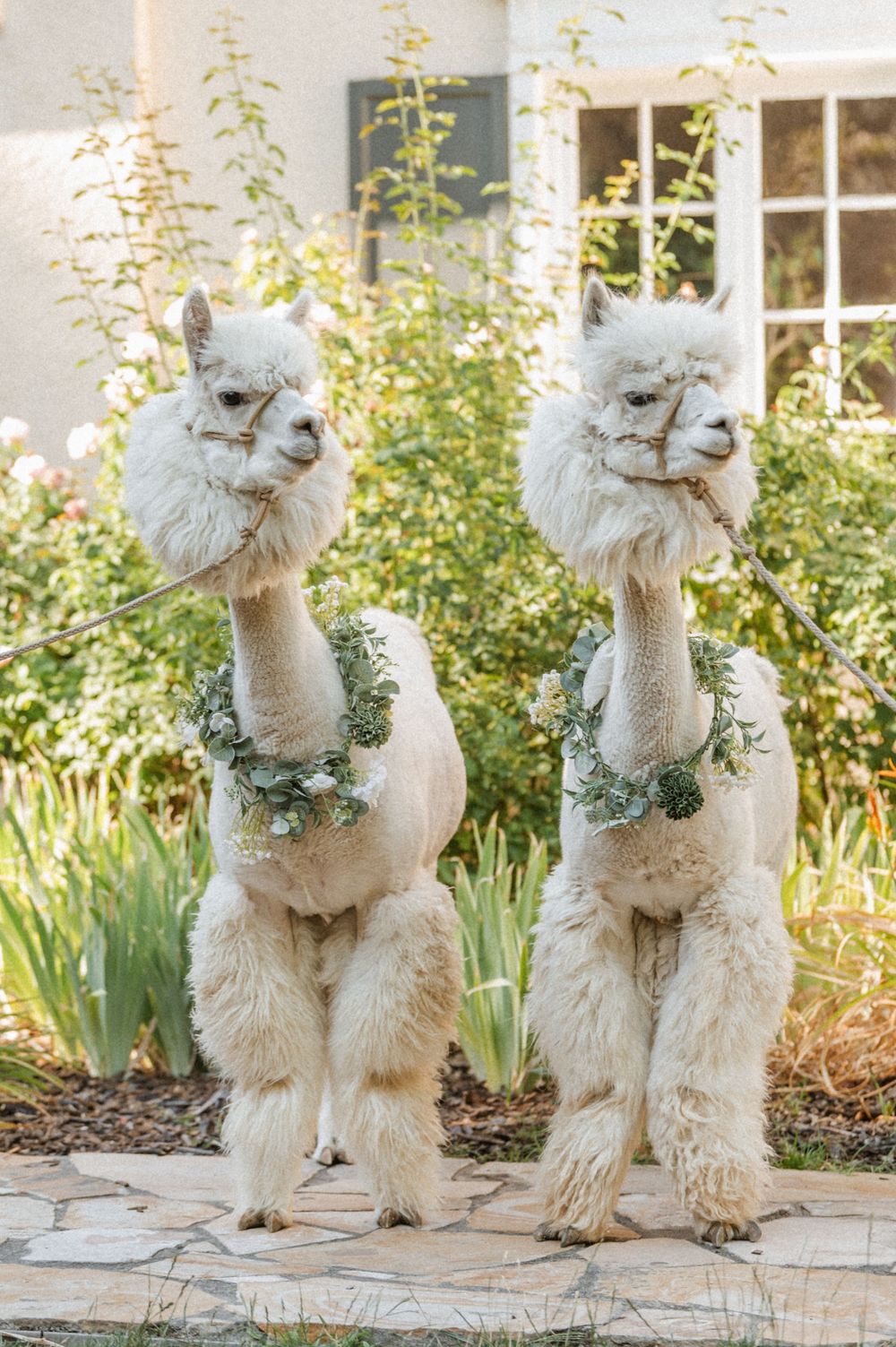 Two white Peppergrass Ranch alpacas wearing floral necklaces at a Salt Lake City Utah wedding