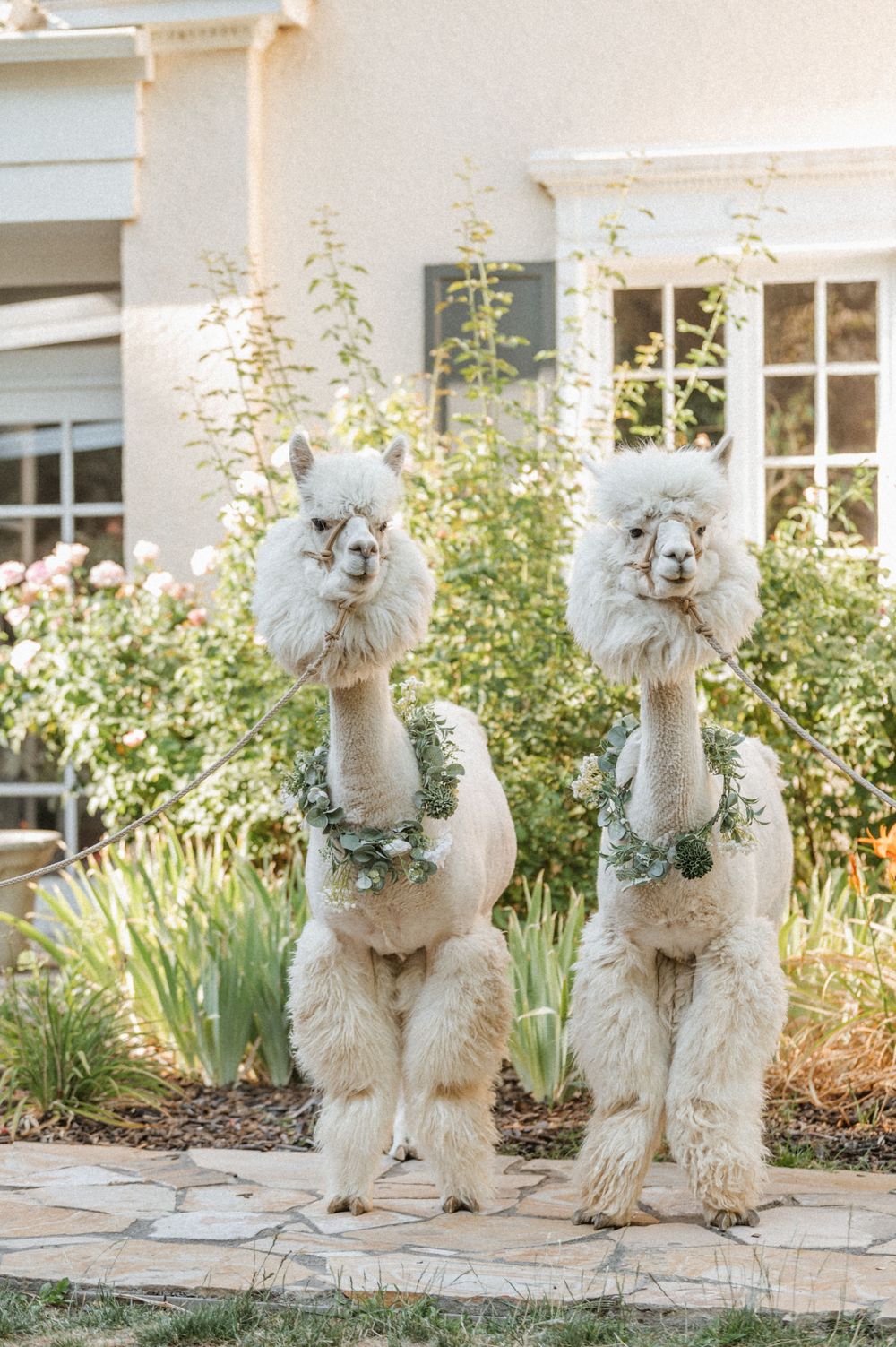 Two white fluffy alpacas with floral necklaces posing in golden hour light at The Memorial House Salt Lake City, Utah