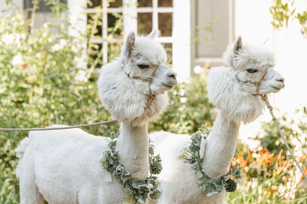 Close-up of two fluffy white alpacas wearing floral necklaces at a Utah wedding rental by Peppergrass Ranch.