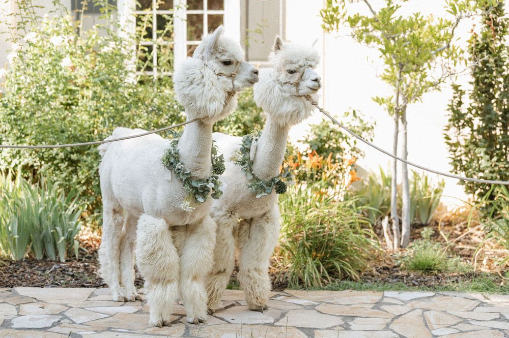 Two white alpacas with floral necklaces standing on stone patio in the garden at The Memorial House Salt Lake City