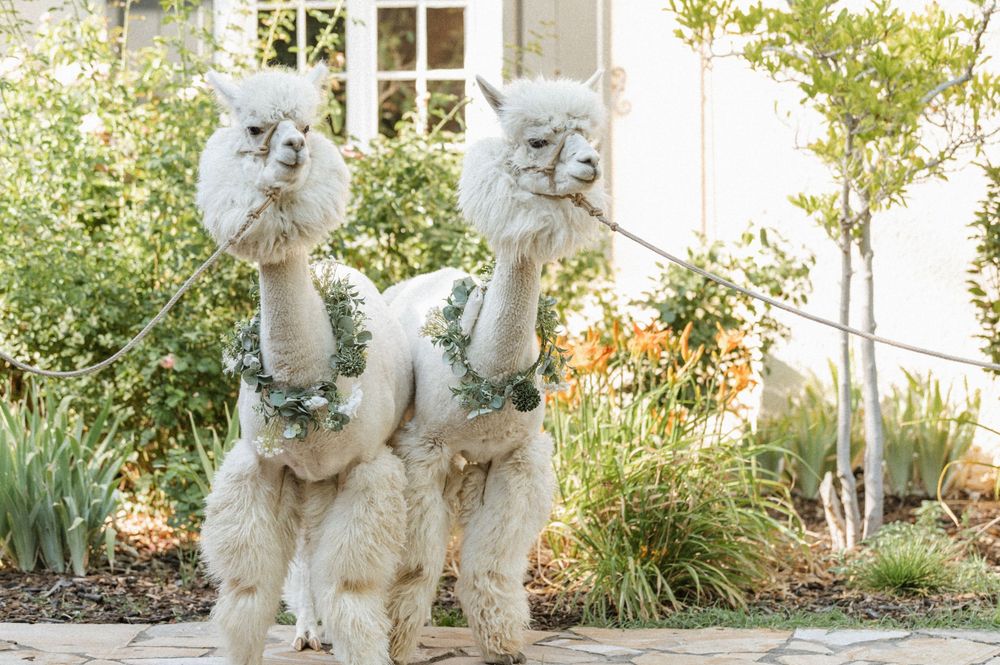 Two white alpacas wearing floral necklaces standing in the garden at The Memorial House SLC Utah