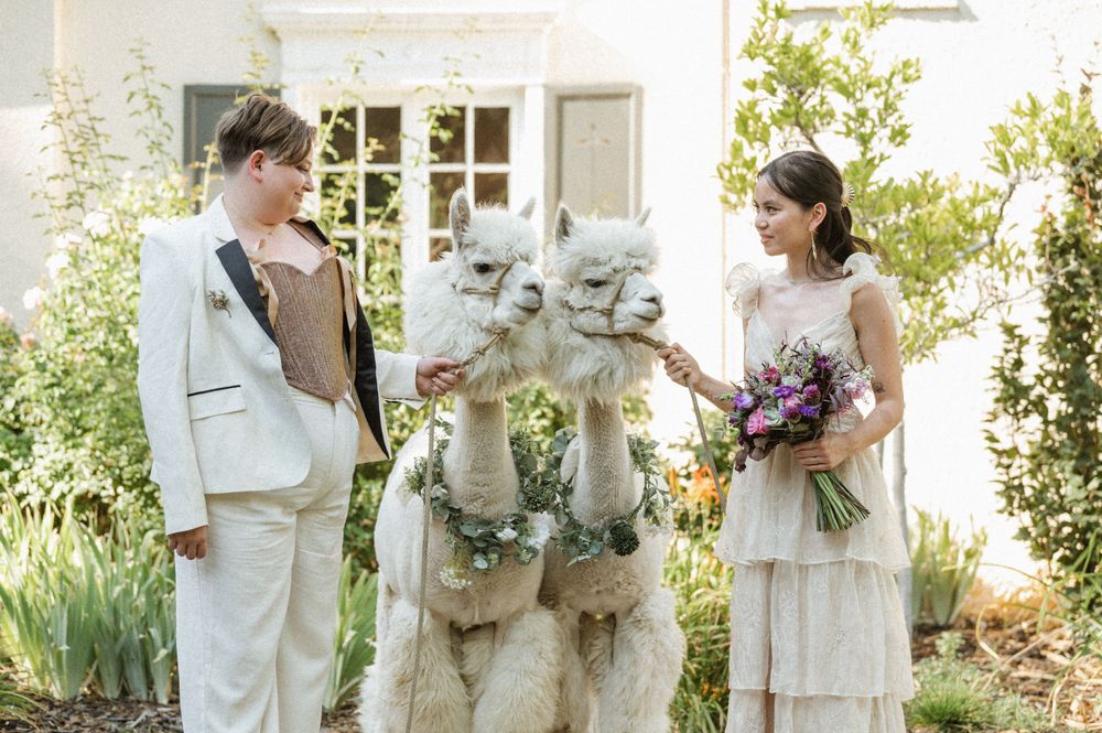 Two brides looking at each other over two white alpacas wearing floral necklaces in the garden at The Memorial House SLC Utah wedding.