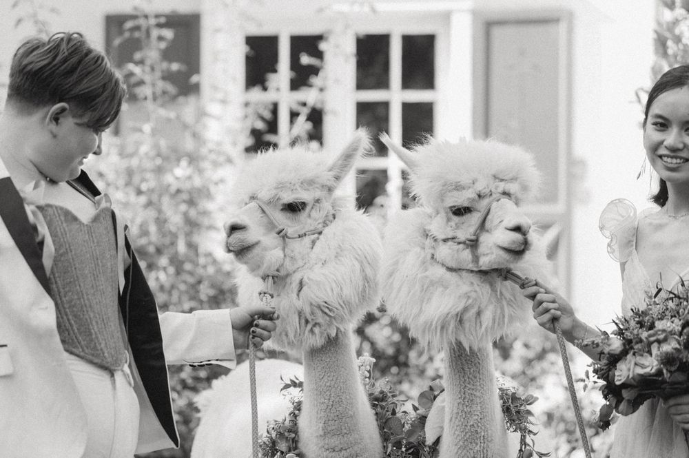 Black and white photo of two brides holding fluffy alpacas with floral necklaces at The Memorial House SLC Utah wedding.