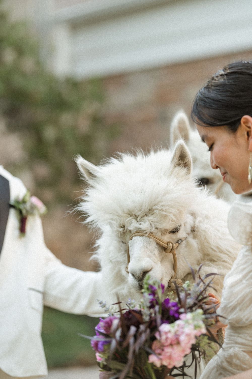 Fluffy white alpaca sniffing a bride's purple wedding bouquet at a Salt Lake City Utah alpaca wedding rental from Peppergrass Ranch
