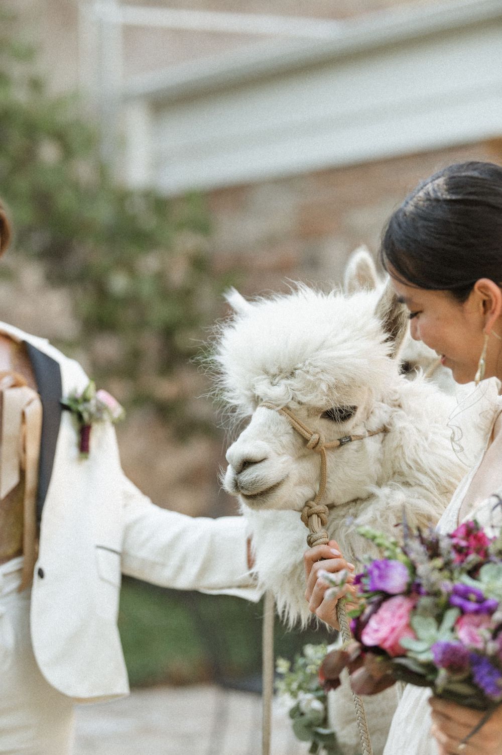 Close-up of bride gazing at a fluffy white alpaca with a purple bouquet at a Utah alpaca wedding experience.
