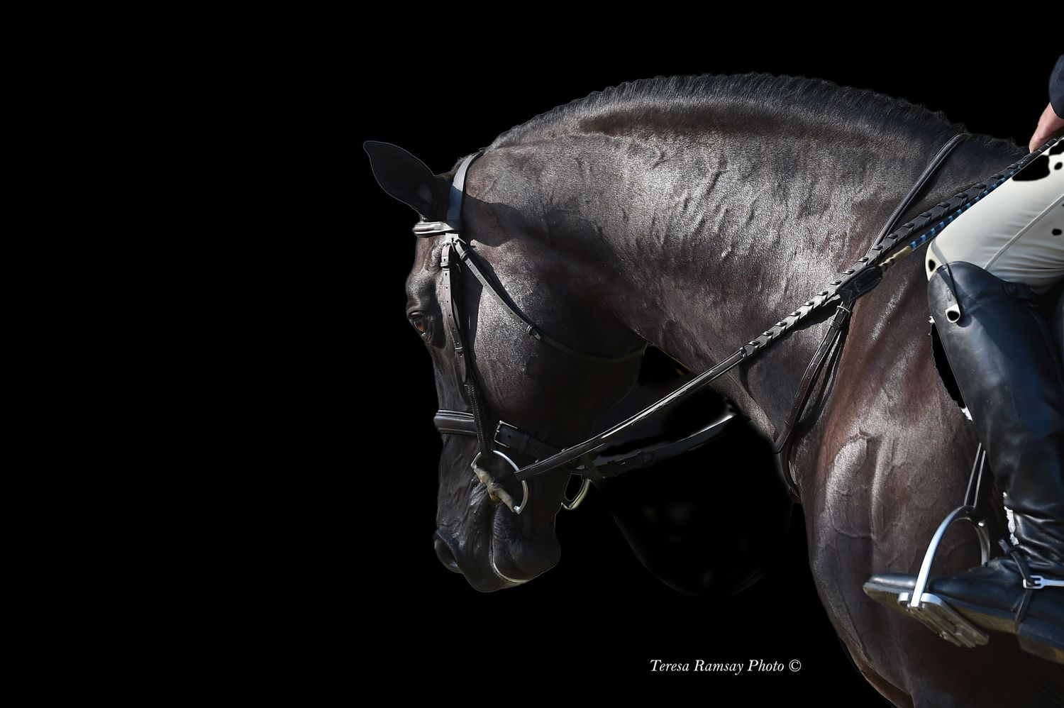 Close-up profile view of a dark horse's head and neck against a black background.