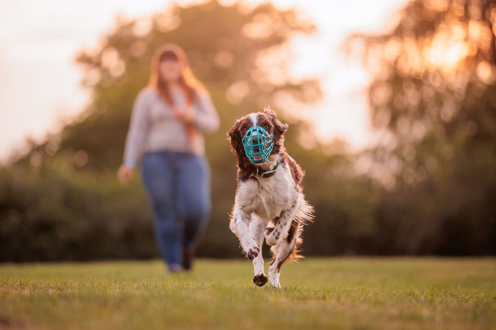 Springer Spaniel running and leaping through a grassy meadow at sunset with golden light in the background.