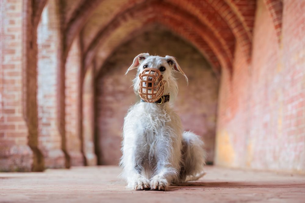 A white scruffy dog sits attentively in an arched brick hallway with warm lighting and architectural elements.