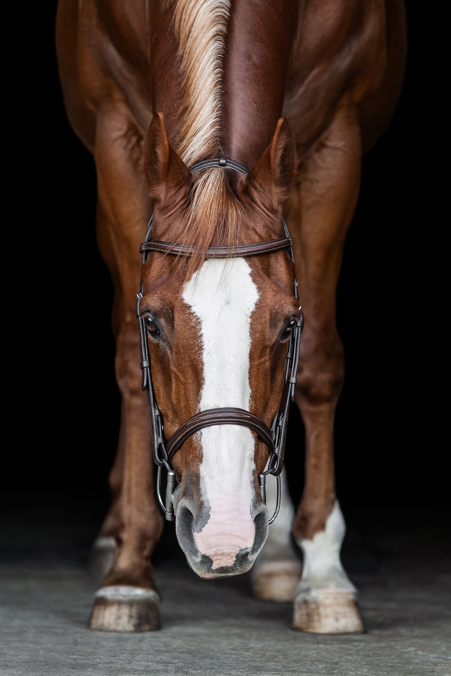 Chestnut horse with blaze and wearing a hunter bridle has his nose near the ground in between his front hooves, looking at camera.