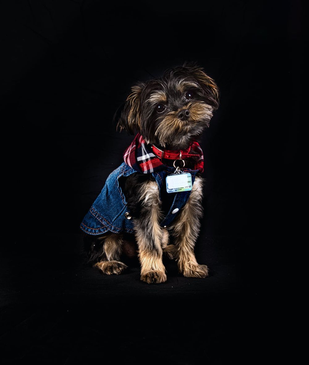 Small black and brown dog wearing denim vest and plaid bowtie sitting against dark background.
