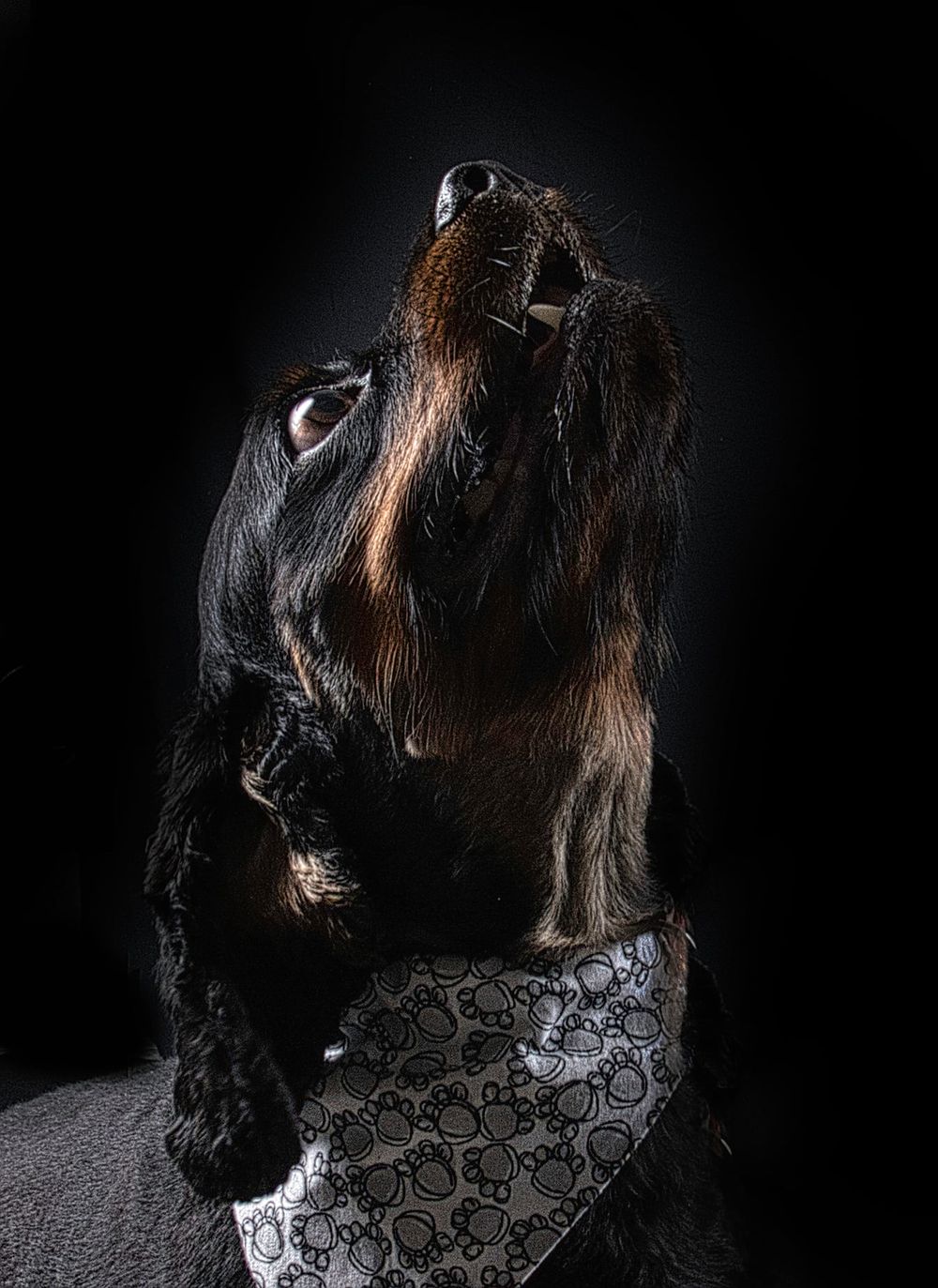 A black cocker spaniel wearing a patterned bandana howls with its head tilted up against a dark background.