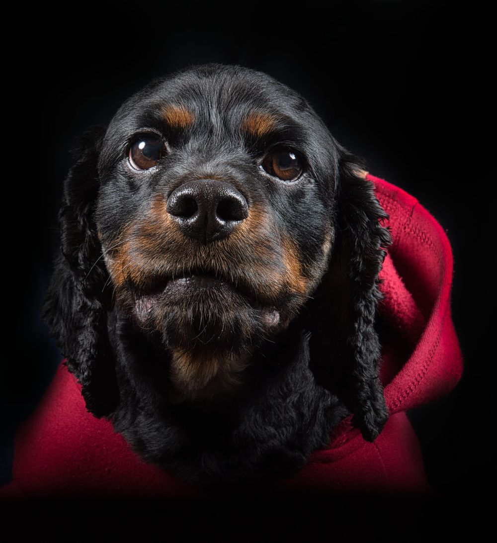 A black and tan dachshund with long ears wrapped in a red blanket against a dark background.