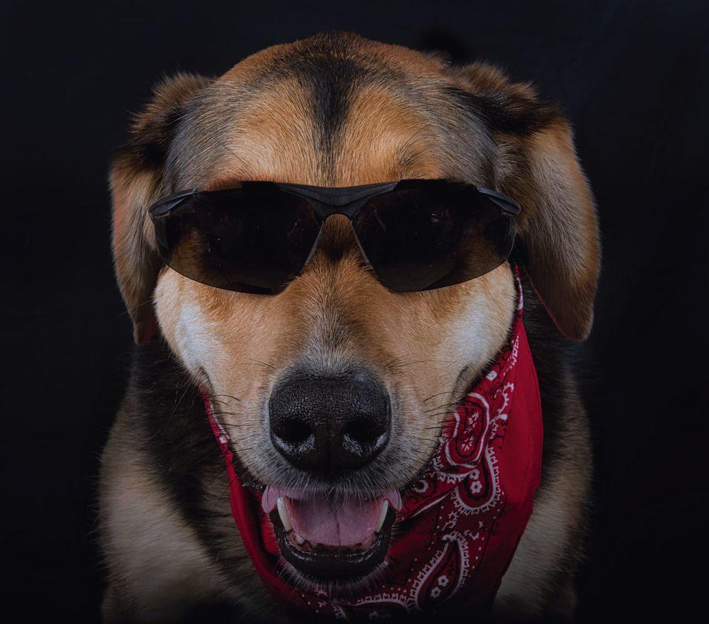 Cool dog wearing sunglasses and red bandana smiling at camera against dark background.