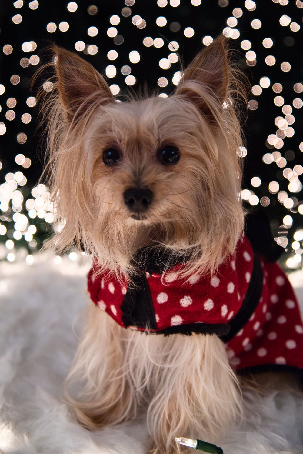 Adorable Yorkshire Terrier wearing red polka dot outfit poses with festive bokeh lights in background.