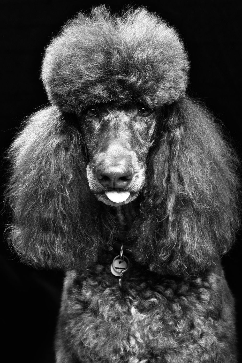 A black toy poodle with fluffy curly fur shown in a series of close-up portraits against a dark background.