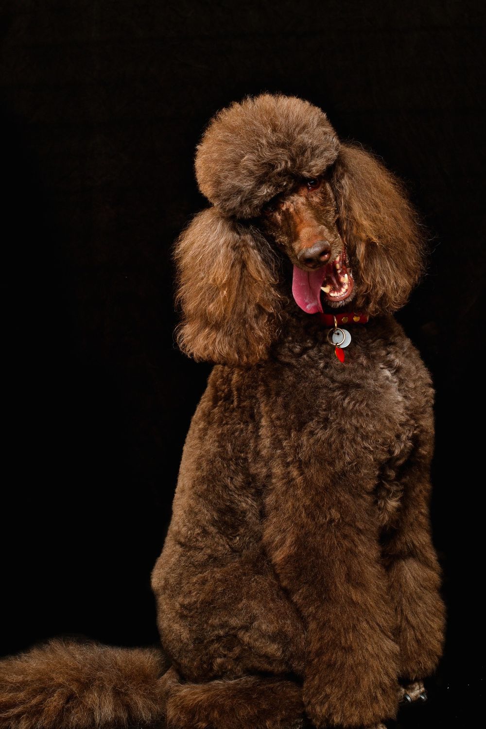 A brown Standard Poodle with a classic show cut poses against a black background, mouth open in an expressive yawn.