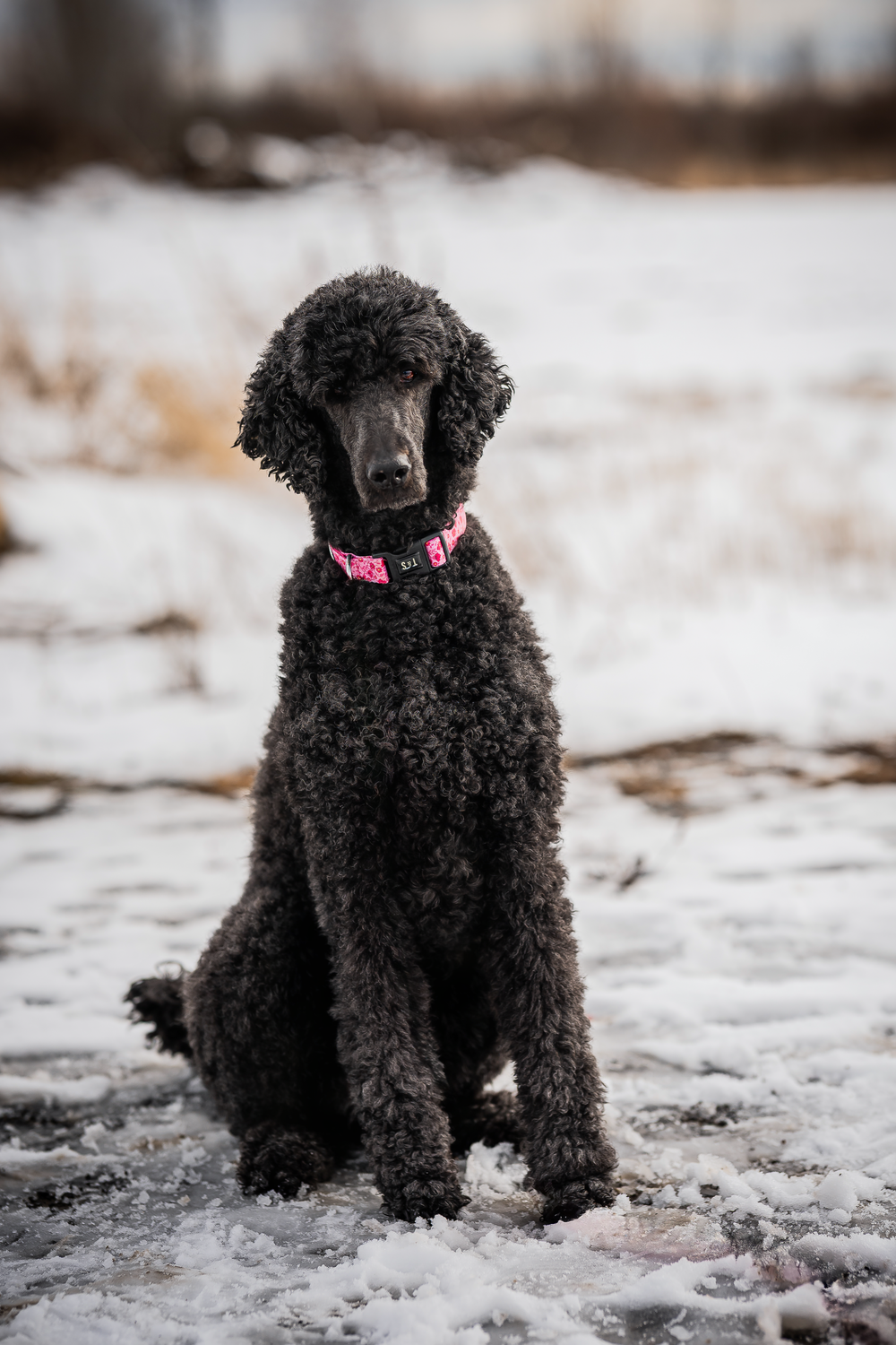 A black poodle puppy sits in the snow wearing a pink collar, shown in a series of similar poses.
