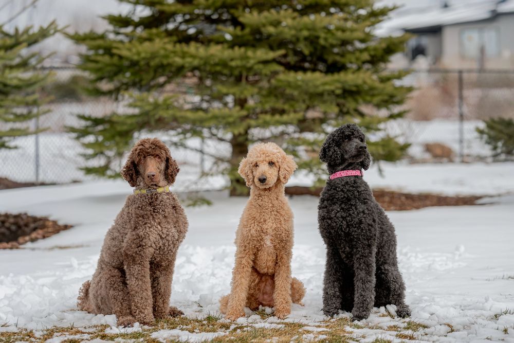 Three Goldendoodle dogs in brown and black coats sit together in the snow with a pine tree in the background.