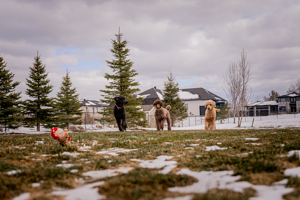 Two people walk their dogs on a snowy field with evergreen trees and houses in the background on an overcast day.
