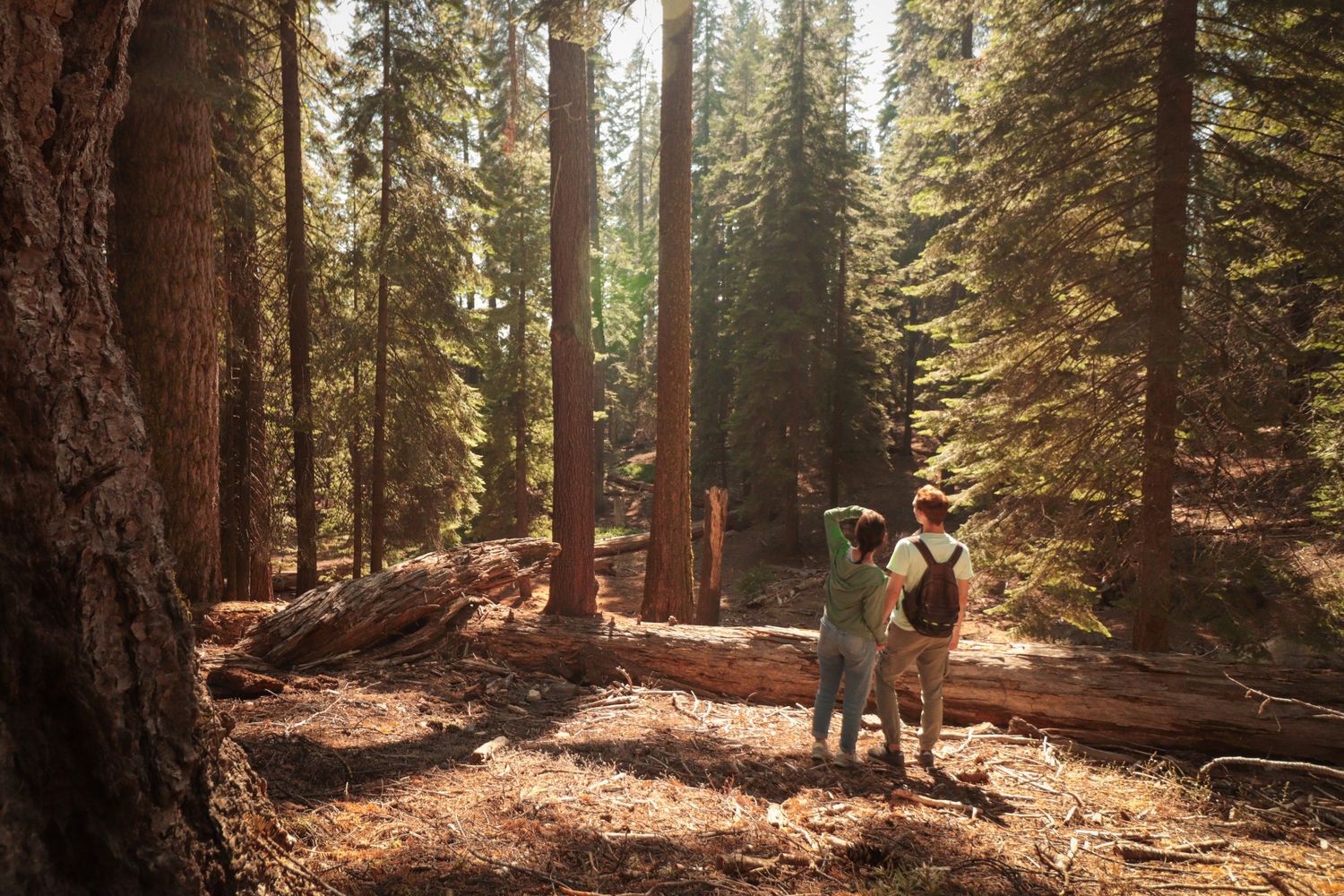 Hiker with a dog standing among towering sequoia trees in a sunlit forest.