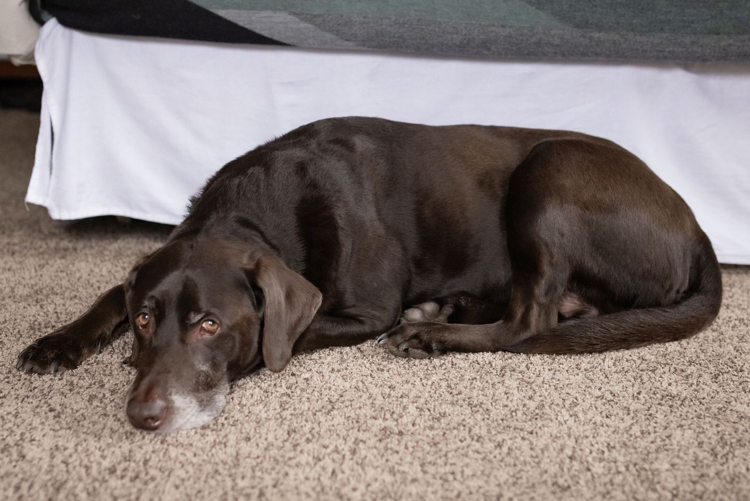 Chocolate Labrador dog curled up resting on beige carpet beside a bed.