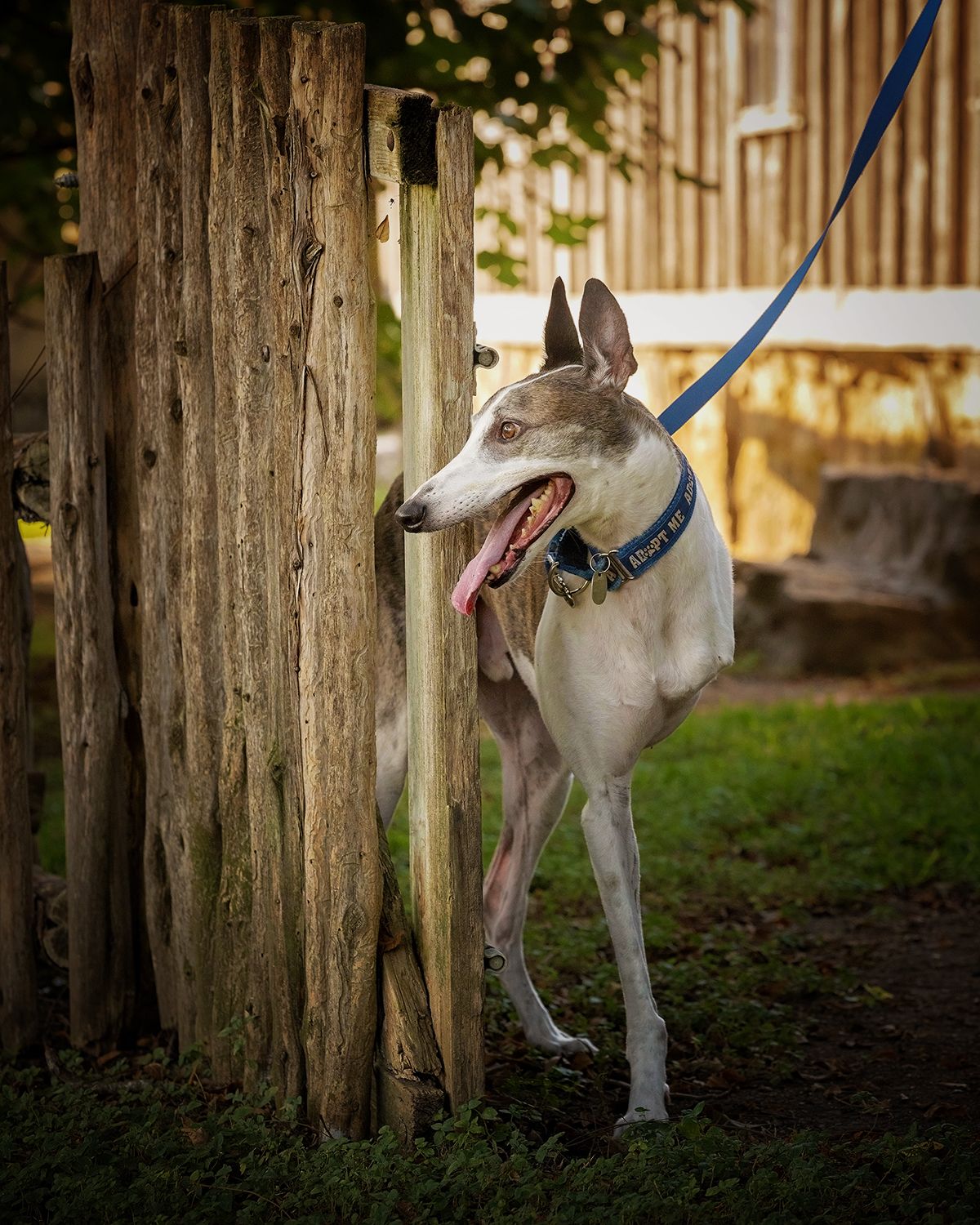A three-legged greyhound dog peeks from a wooden fence in an outdoor setting.