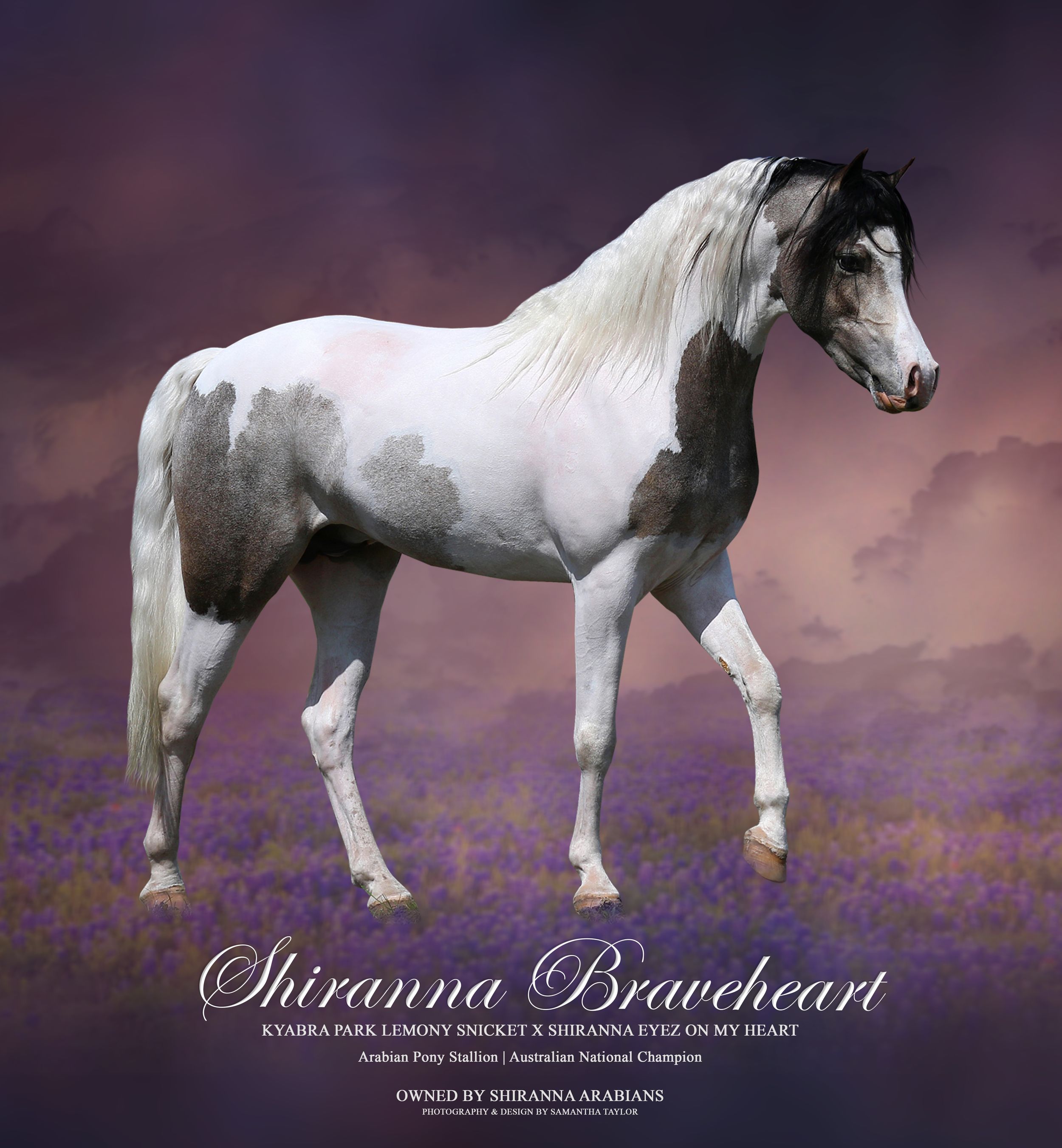 Photographer & Graphic Designer based in Longwarry, Victoria ~ Australia.