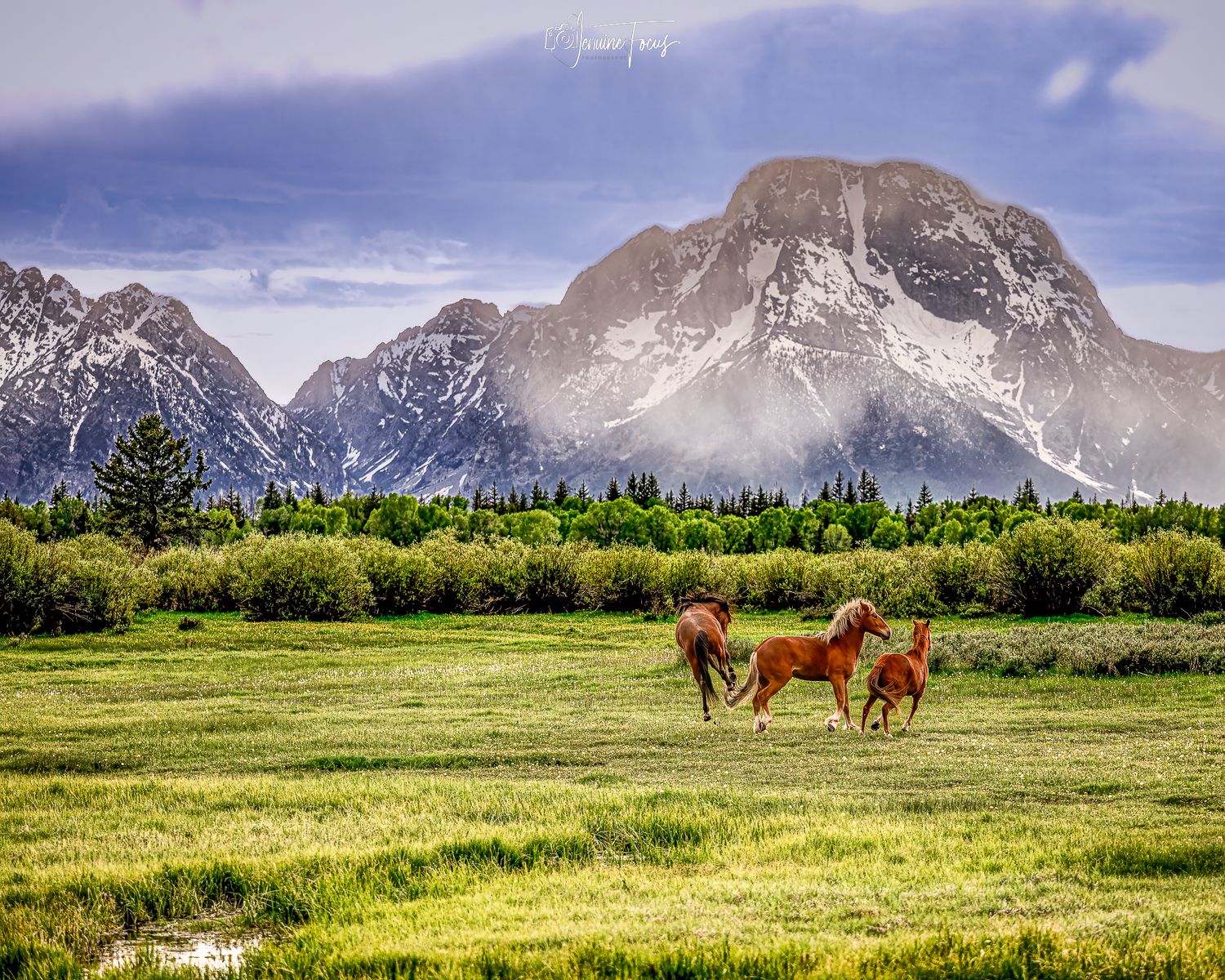Mustangs of the Grand Tetons