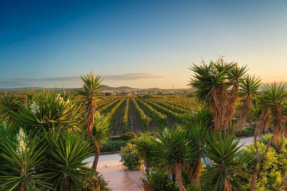 Scenic vineyard rows with palm trees and desert mountains in the background during sunset.