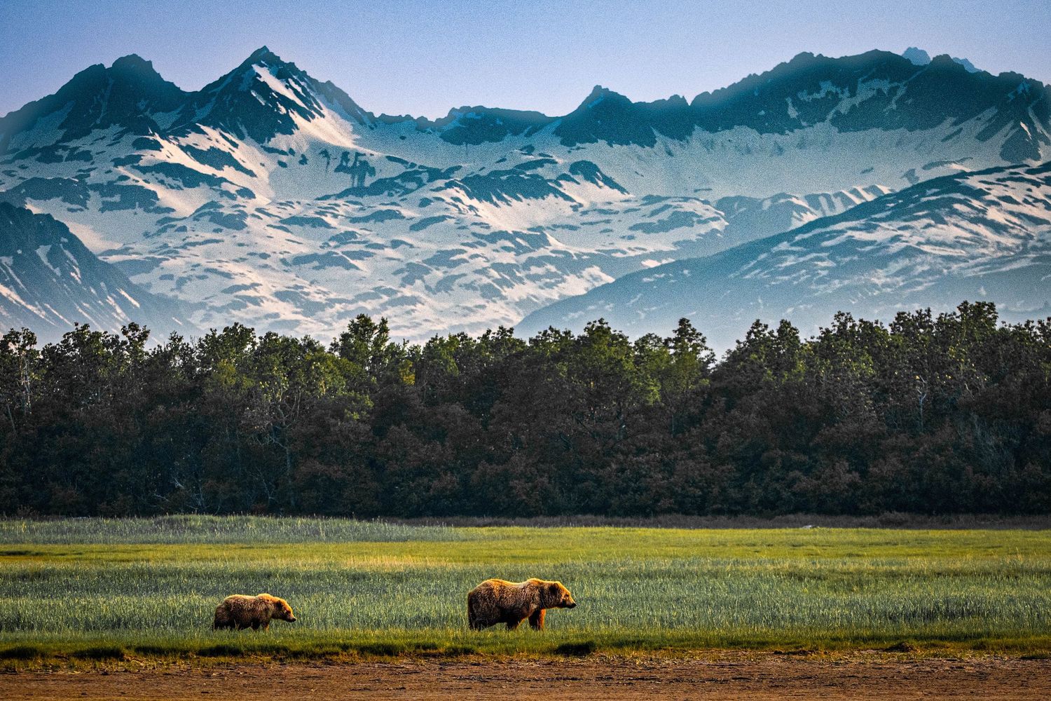 Two brown bears graze in a meadow with snow-capped mountains and forest in the background.