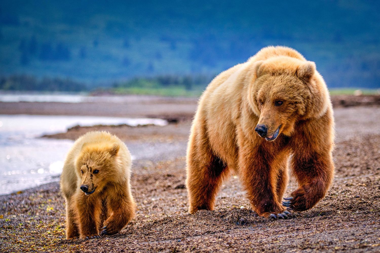 A brown bear and its cubs walk along the shoreline of a lake against a scenic mountain backdrop.