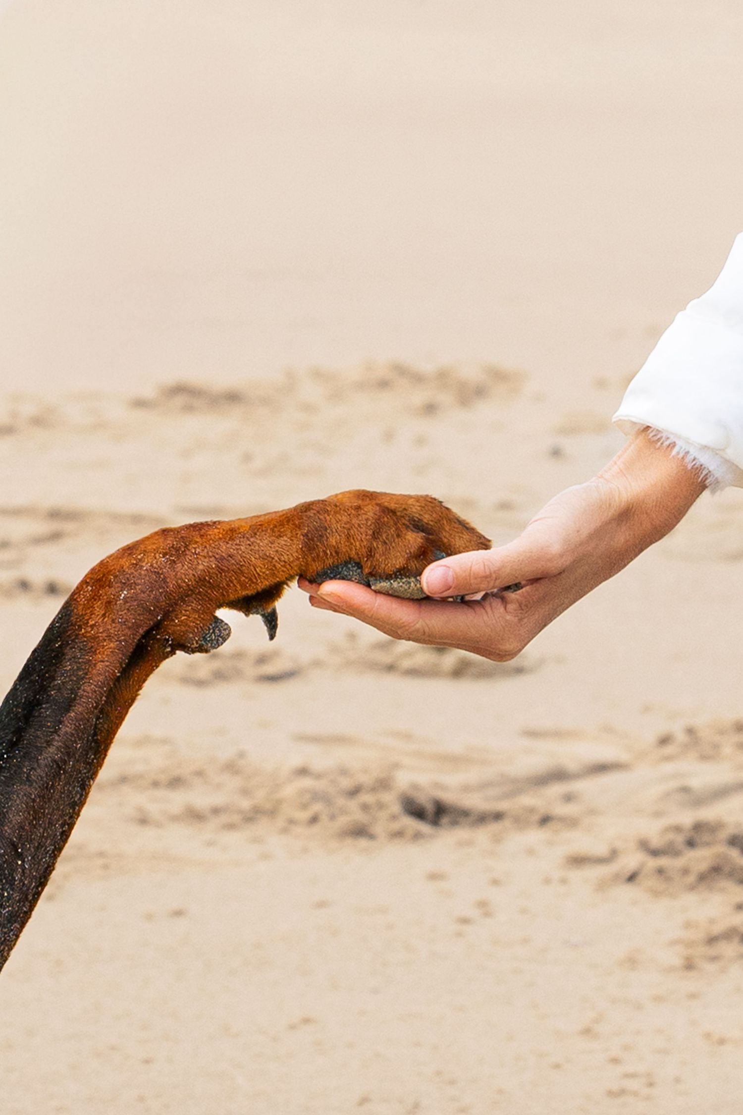patte de chien dans la main de sa maitresse