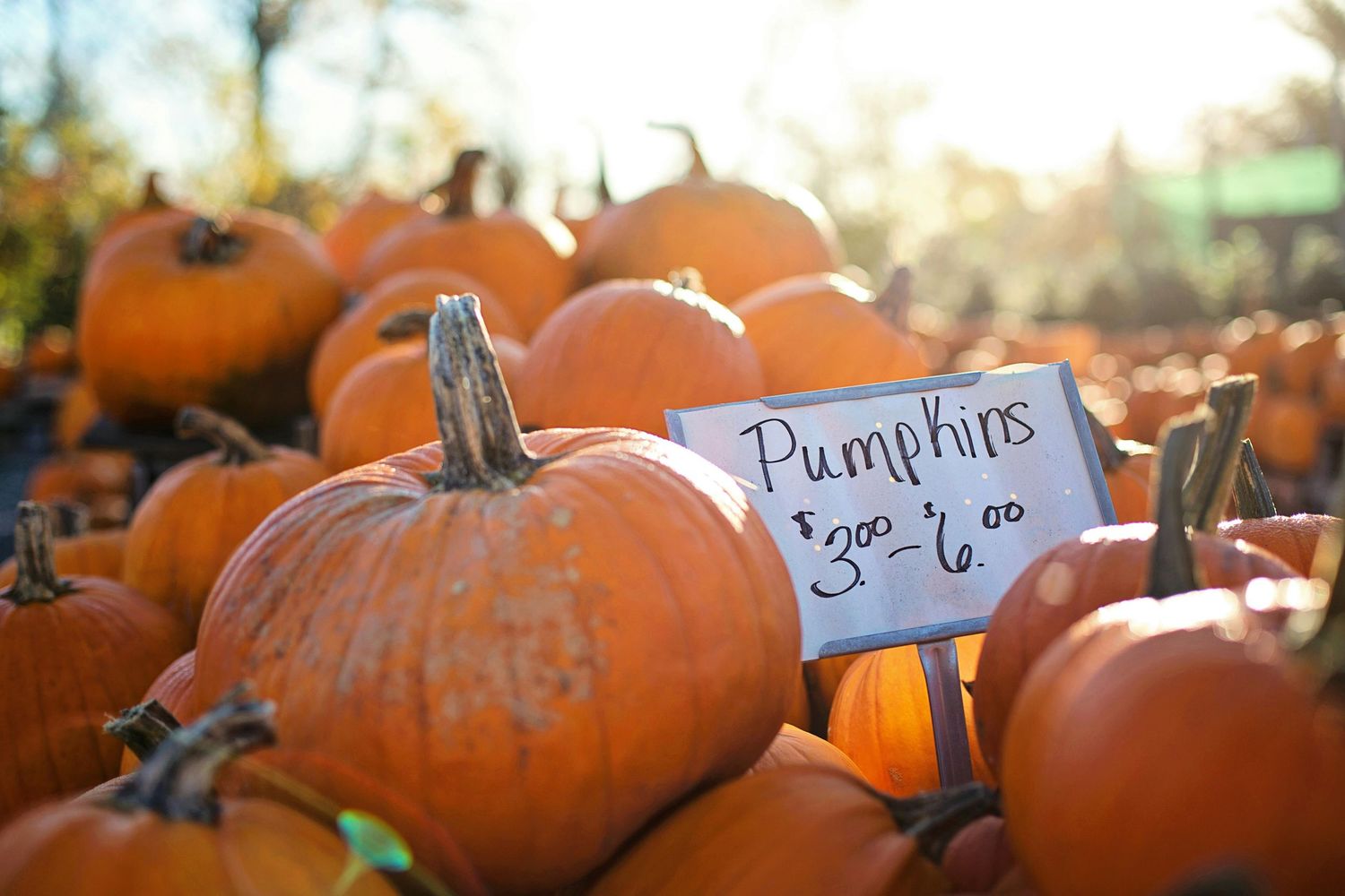 Hobe Sound Pumpkin Patch, Treasure Coast Pumpkin Patch, Port St Lucie Pumpkin Patch, Stuart Pumpkin Patch, Palm City Pumpkin Patch