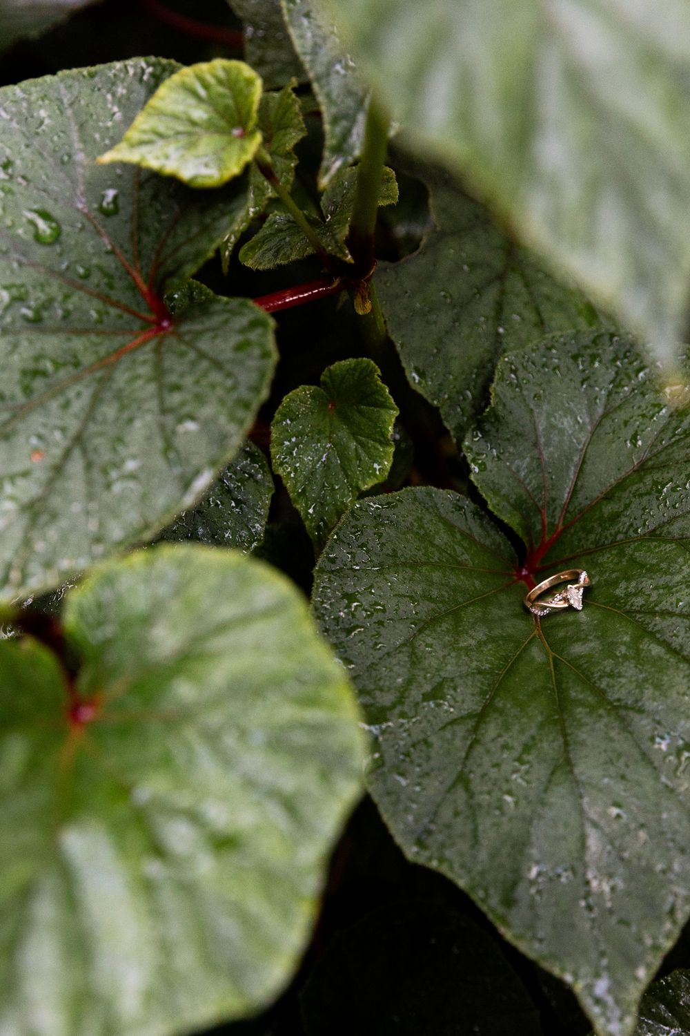 Close-up of dark green begonia leaves covered in water droplets after rain showing their glossy texture and veining.