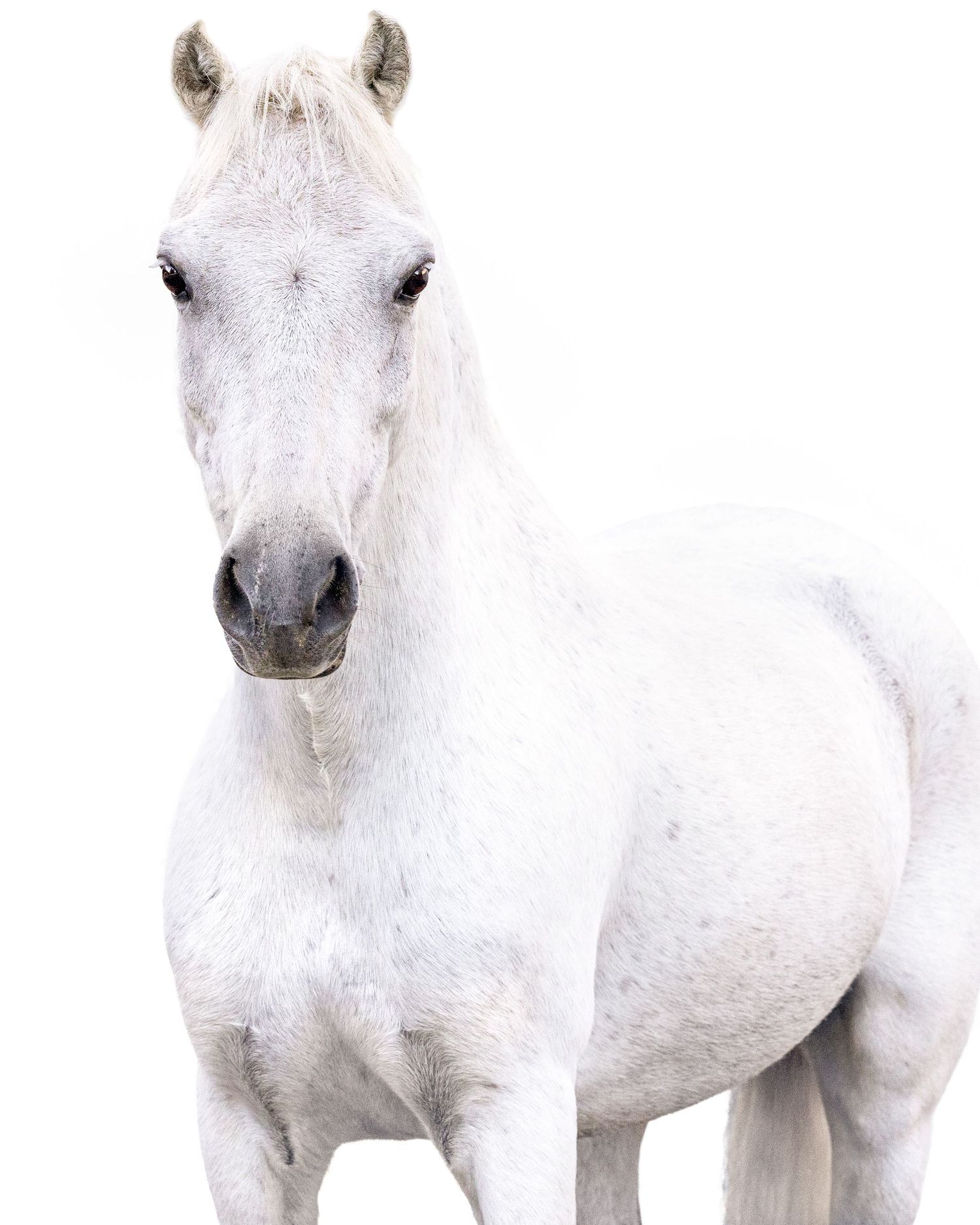 Fine art white background portrait of a gray welsh pony Copyright Amanda Barr Photography