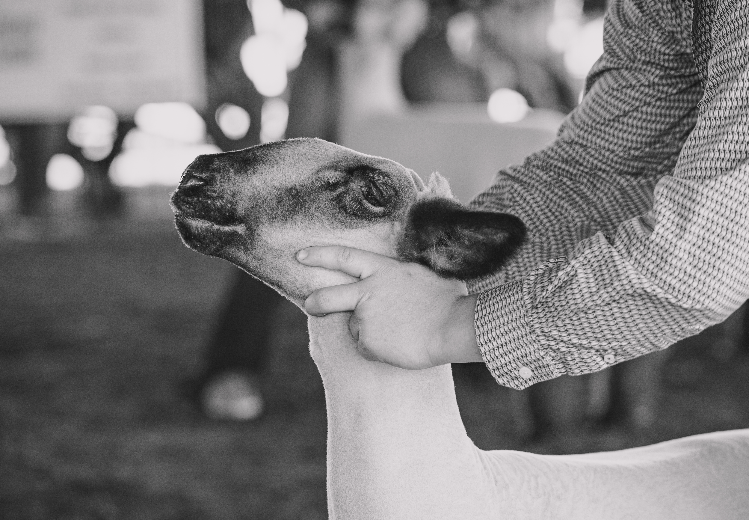 Black and white photo of hands petting a dog's head.