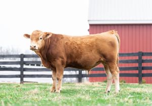 Hereford cattle standing in line along wooden fence on farm property.