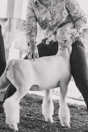 Black and white show lamb being presented in a competition ring.