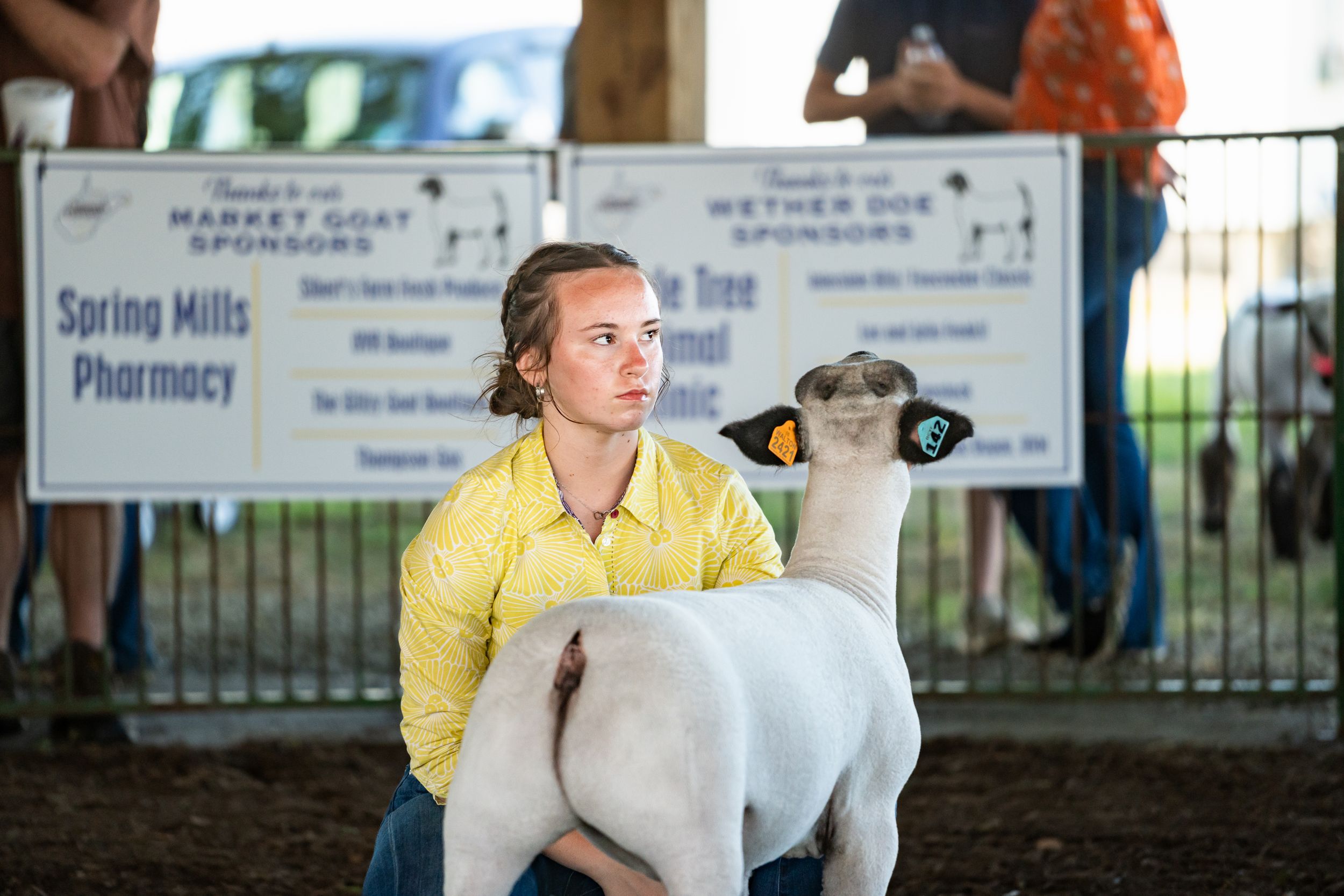 Show lamb being exhibited at an outdoor fair competition.