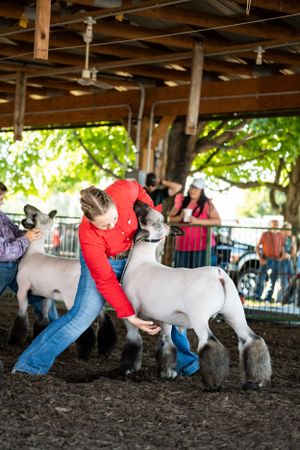 Handlers showing lambs in a competitive livestock exhibition ring.